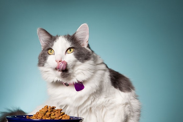 غذای خشک برای گربه ها بهتر از غذای کنسروی است.