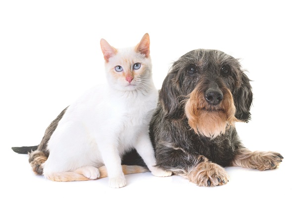 علائم پیری در گربه و سگ