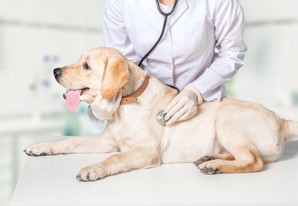 التهاب روده کوچک از نشانه‌های بیماری تنفسی در سگ‌هاست.