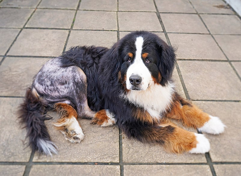 دیسپلازی مفصل رانِ سگ‌های مُسن