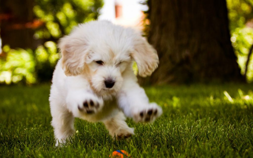 سگ سفید در حال بازی