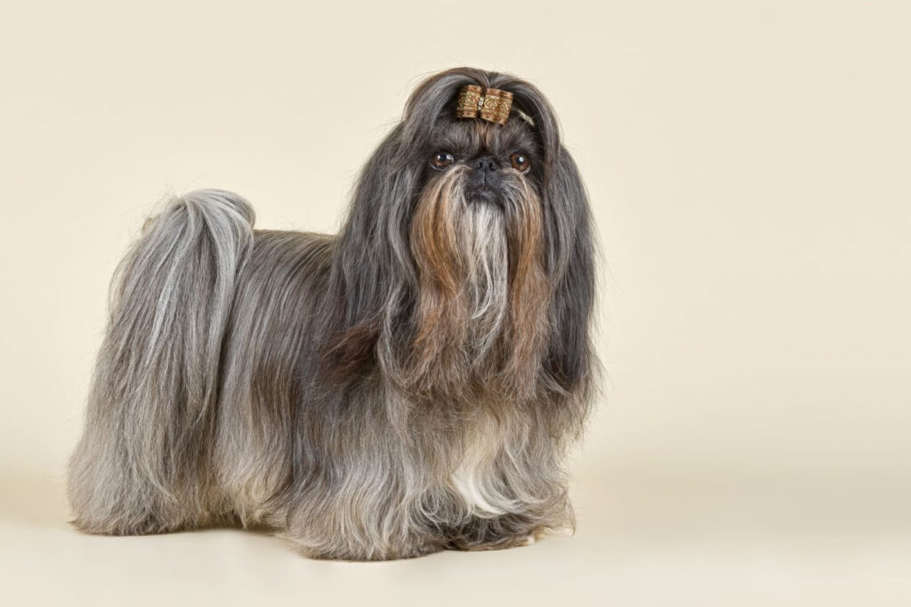 سگ شیتزو با موهای خاکستری