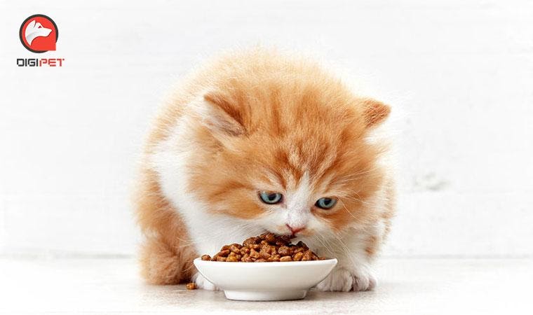 جایگاه غذای خشک بچه گربه مفید
