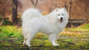 سگ سفید ساموید