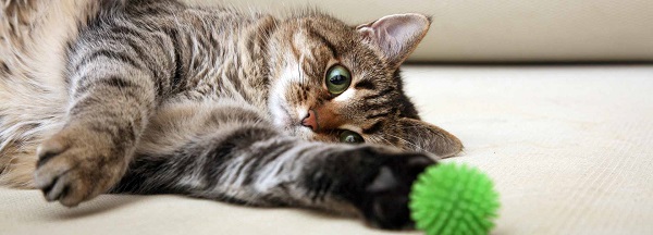گربه در حال بازی با توپ سبز