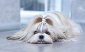 سگ شیتزو با موی ابریشمی