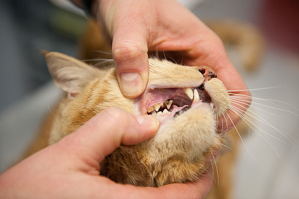 بیماری های دهان و دندان گربه