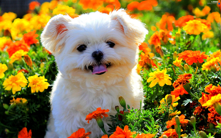 سگ مالتیز در دشت گل