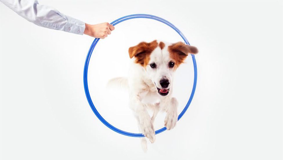 سگ در حال پریدن از حلقه