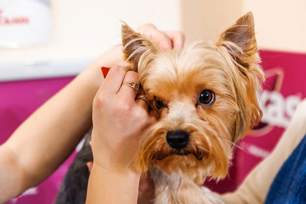 درمان شپش در سگ ها
