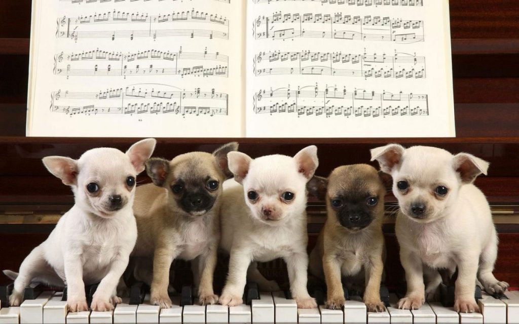 توله سگ های شیطون و پیانو زدن
