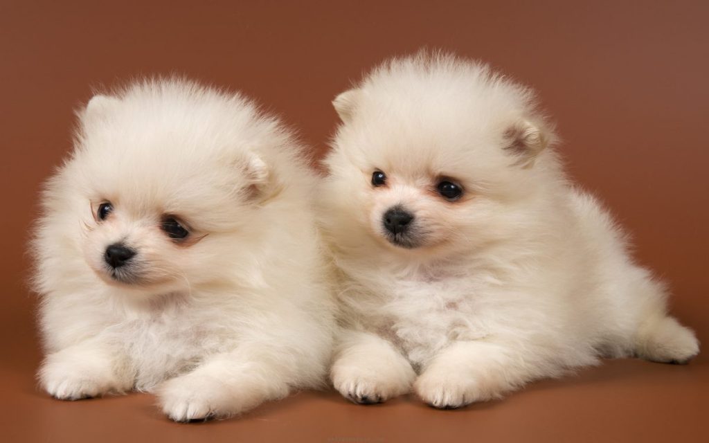 دو تا سگ خوشگل سفید