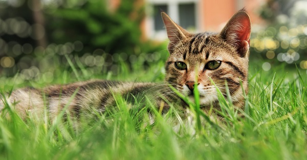 Peculiar habits of cats- رفتار گربه ها