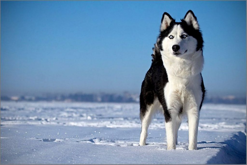 سگ هاسکی در قطب