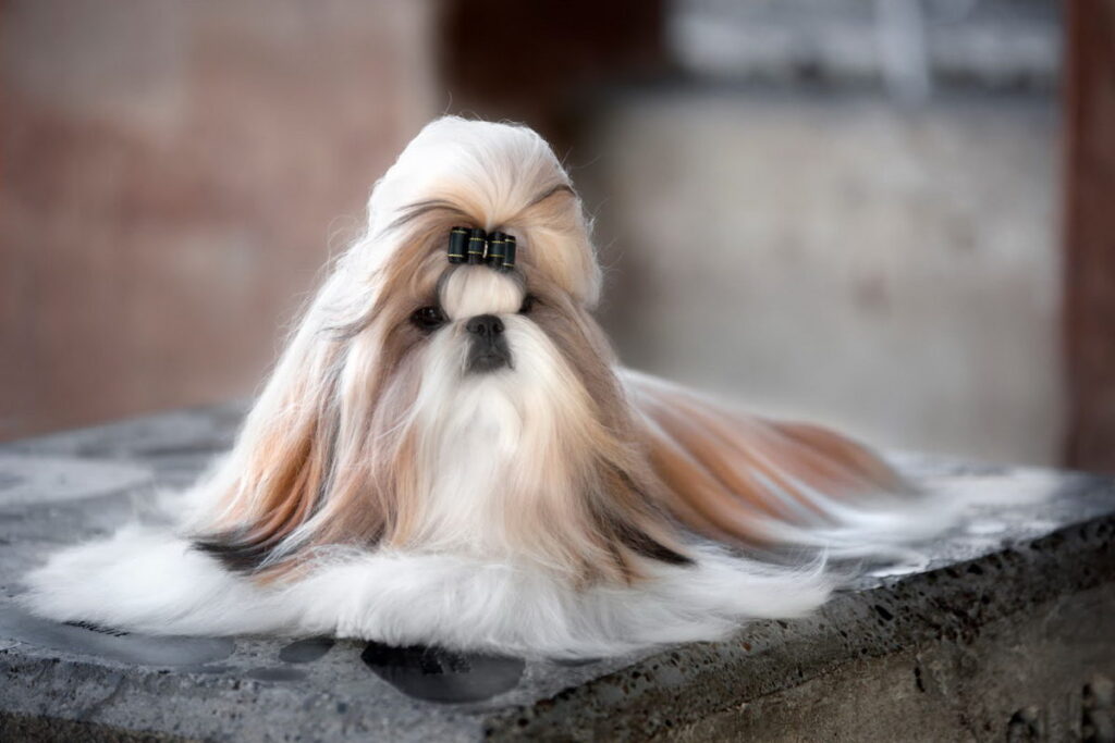سگ شیتزو با موهای بسته شده 
