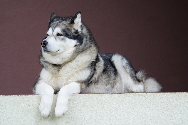 تصویر سگ هاسکی مالاموت سفید و خاکستری 