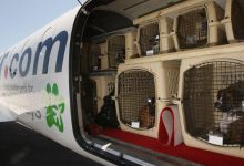 مدارک تجهیزات لازم برای حمل حیوانات خانگی با هواپیما 