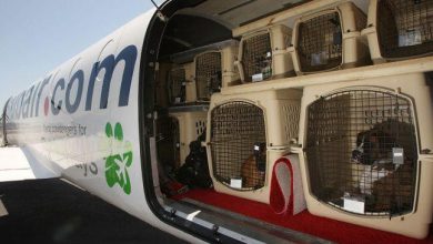مدارک تجهیزات لازم برای حمل حیوانات خانگی با هواپیما 