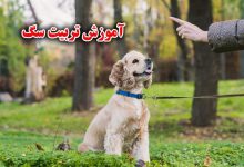 آموزش تربیت سگ