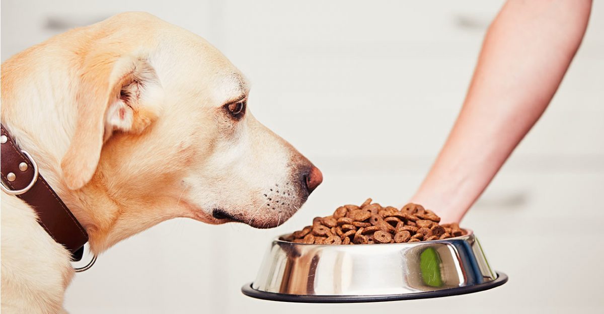 راههای تشخیص کیفیت غذای خشک سگ و گربه