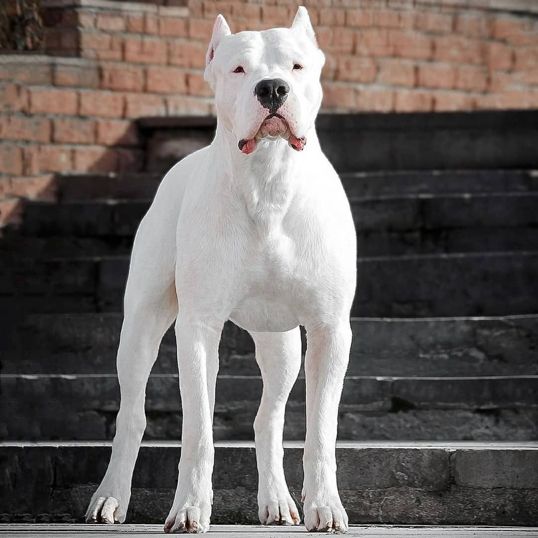 نژاد سگ داگو آرژانتینو