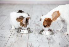 آیا سگ ها میتوانند غذای گربه بخورند؟