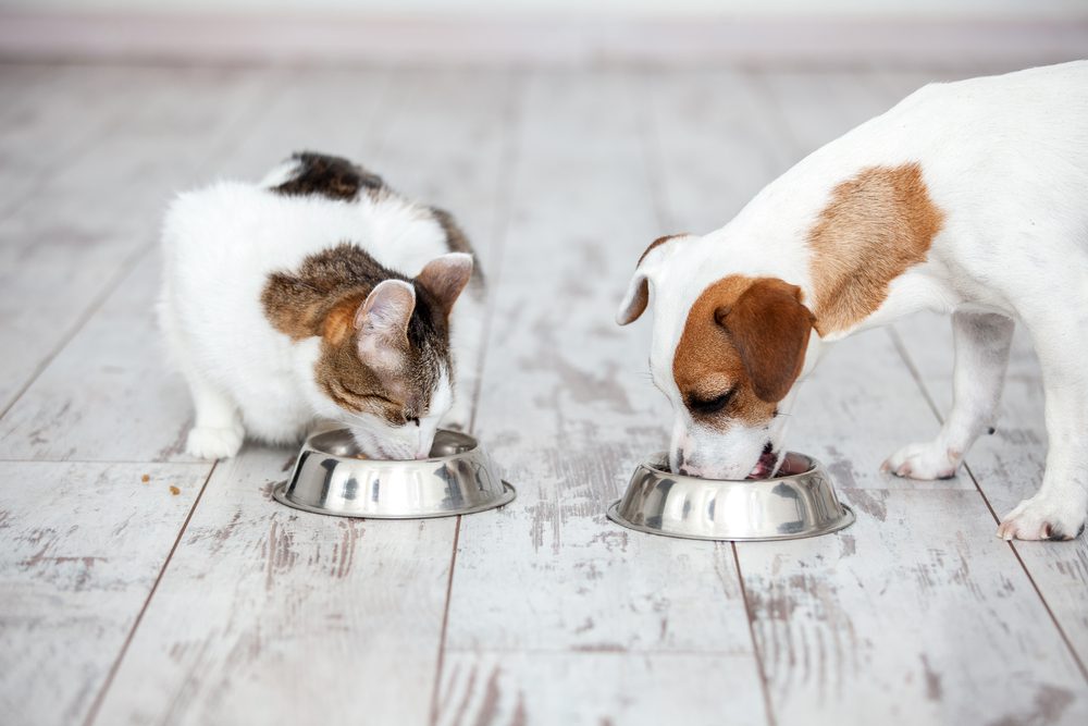 آیا سگ ها میتوانند غذای گربه بخورند؟