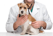 ترس از دامپزشکی سگ چطور بهتر میشود؟