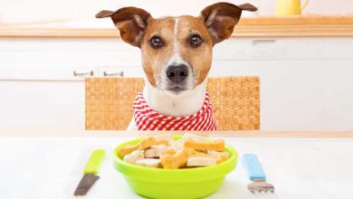در طول روز سگ ها چند بار غذا بخورند خوب است؟