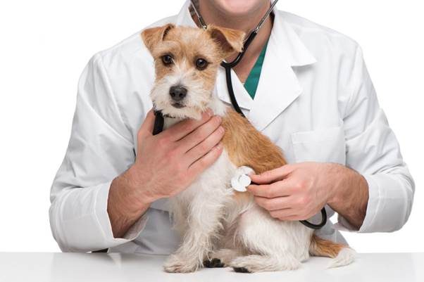 ترس از دامپزشکی سگ چطور بهتر میشود؟