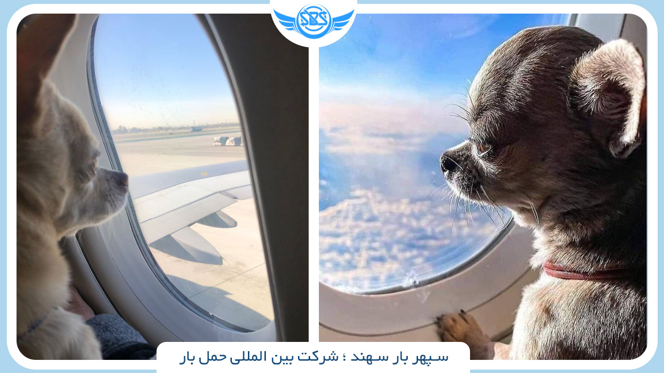 ارسال حیوان خانگی با هواپیما