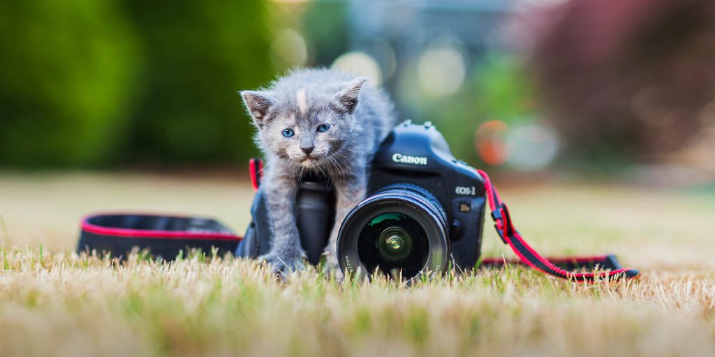 آموزش عکاسی از حیوانات خانگی