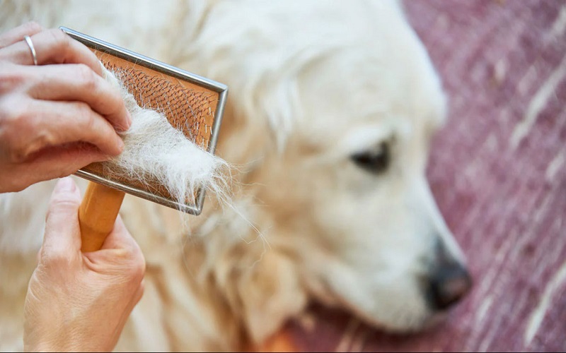 جلوگیری از ریختن موی سگ و گربه